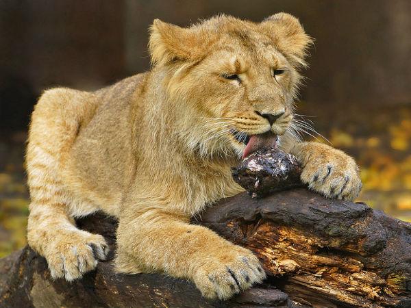 గిర్ నేషనల్ పార్క్ 