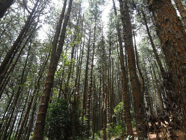 పీర్ మేడ్ సందర్శనీయ స్థలాలు