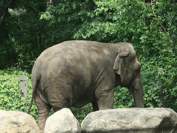 జంతు, వృక్ష మరియు పక్షి సంపద 