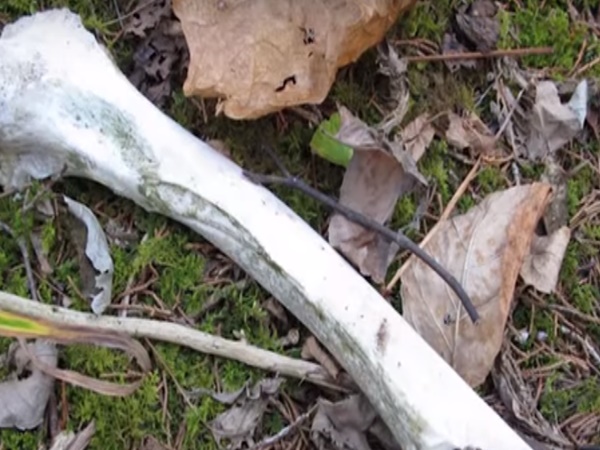 అక్కడ ఏం కనిపిస్తున్నాయి?