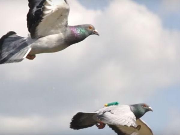 జంట పావురాల స్టోరీ వింటే షాకవుతారు