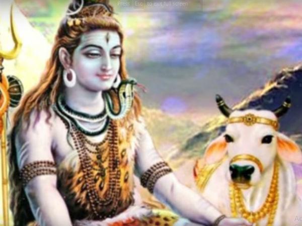 జంట పావురాల స్టోరీ వింటే షాకవుతారు