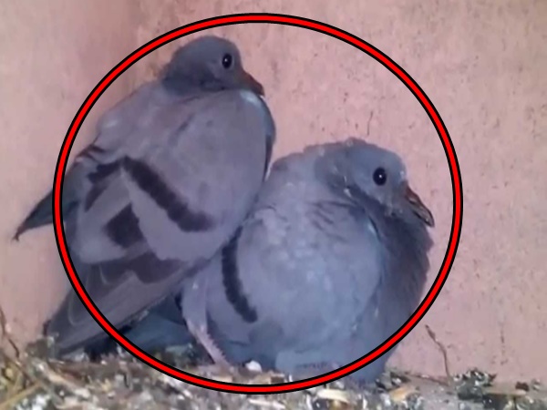  పావురాళ్ళు పెట్టిన గుడ్లు - విశేషం