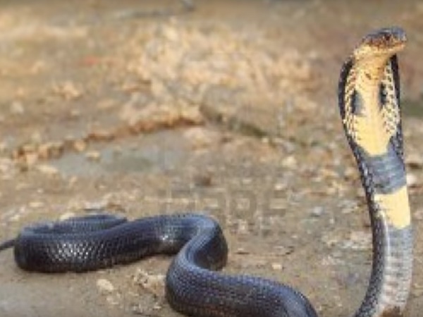 కోట నగరం