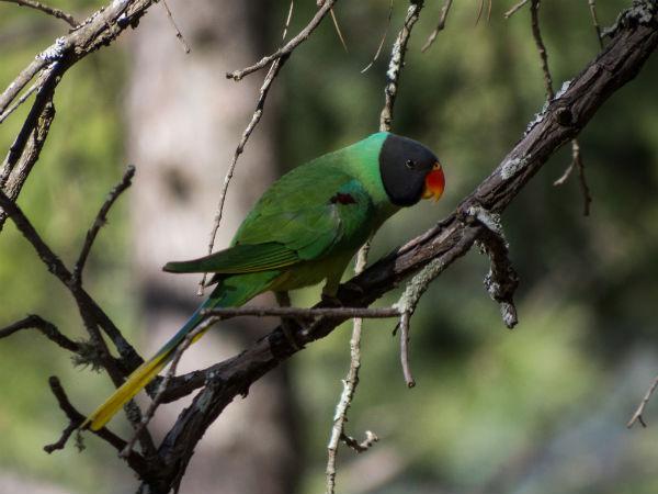 బిన్సార్ బిన్సార్ ఒక ప్రసిద్ధ పర్యాటక ప్రదేశం