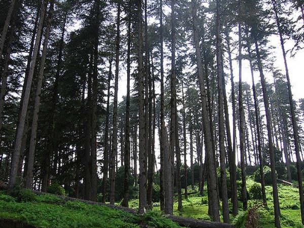 ధనౌల్తి 