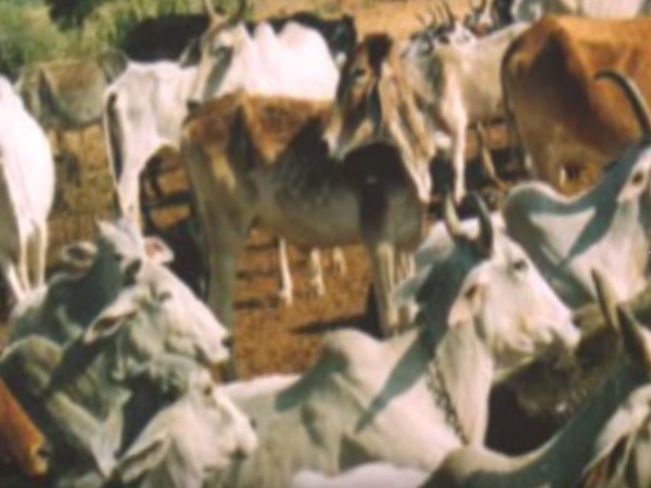 ప్రపంచంలోని అతి పెద్ద దత్తదేవాలయం