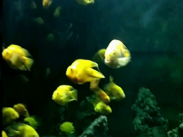 బాగ్ - ఎ - బహు అక్వేరియం