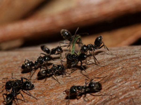 భక్తులు