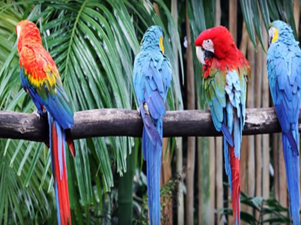 చిలుకల వనం చూసొద్దామా! రండి రండి!