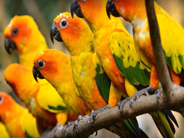 చిలుకల వనం చూసొద్దామా! రండి రండి!