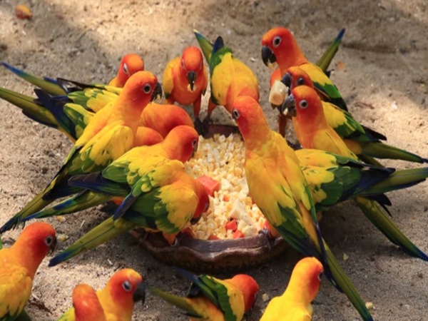 చిలుకల వనం చూసొద్దామా! రండి రండి!