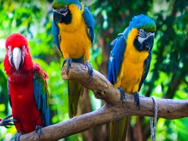 చిలుకల వనం చూసొద్దామా! రండి రండి!