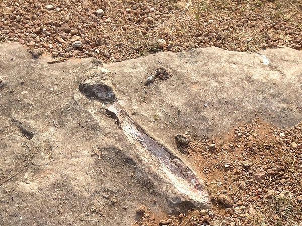 బలసినోర్ ఫాసిల్ పార్క్