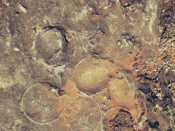 బలసినోర్ ఫాసిల్ పార్క్