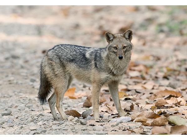 ముక్తేశ్వర్