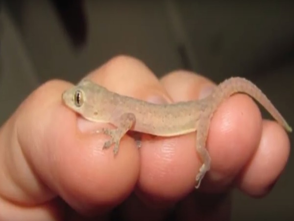 కంచిలోని బంగారు బల్లి వెనుక అసలు నిజాలు !