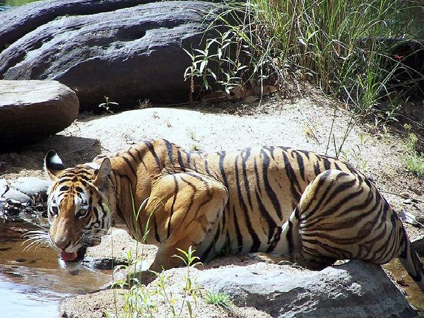 పన్నా నేషనల్ పార్క్