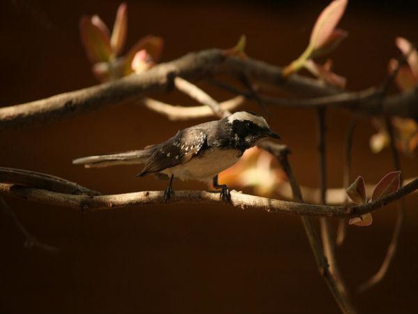 పన్నా నేషనల్ పార్క్ 