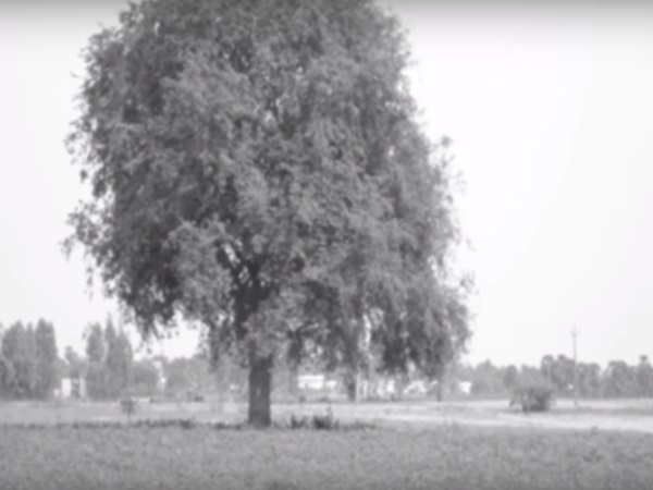 తిరుమలలో శ్రీనివాసుడు దాగిన పుట్ట ఎక్కడ ఉంది?