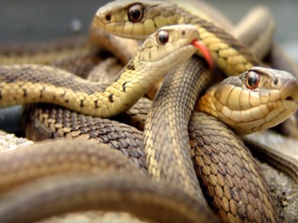 సైన్సుకే చుక్కలు చూపిస్తున్న గ్రామం !