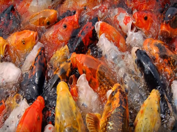 మరుగున పడ్డ మత్స్య రాజ్యం రహస్యాలు !