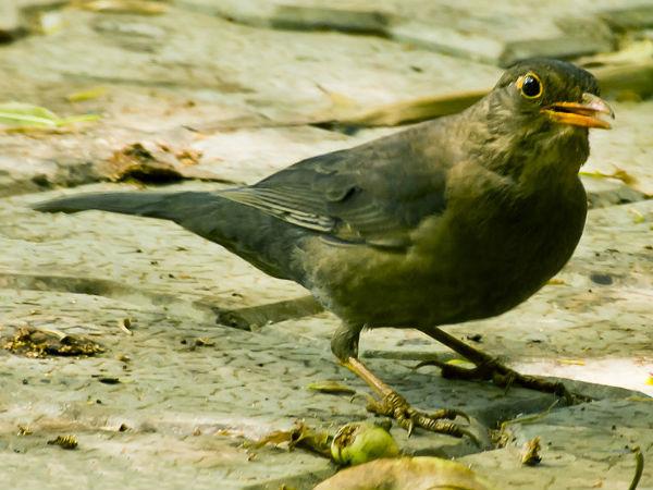 నీలగిరి మ్యూజియం