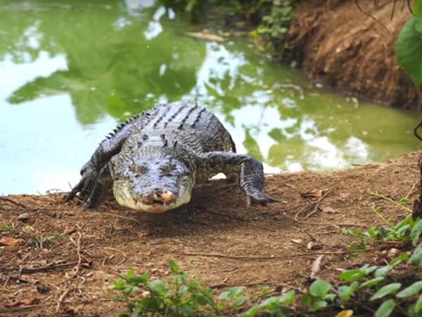 గుడినే కాపలాకాసే వింత శాఖాహార మొసలి