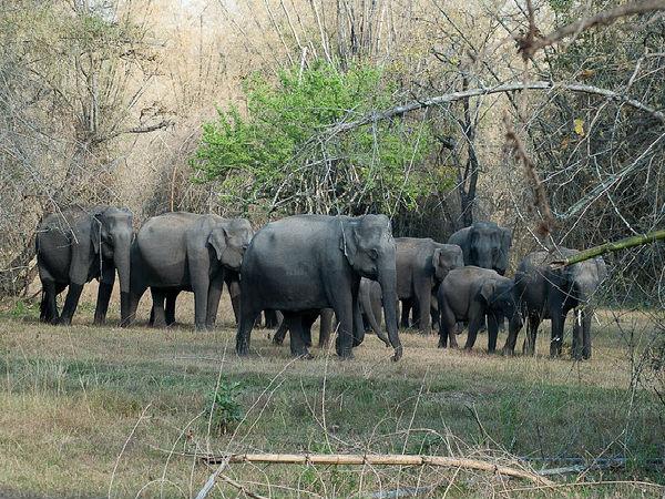 తెప్పకడు ఏనుగుల శిబిరం
