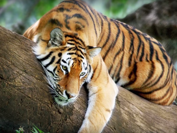 ఖమ్మంలో పెద్దమ్మతల్లి ఆలయం