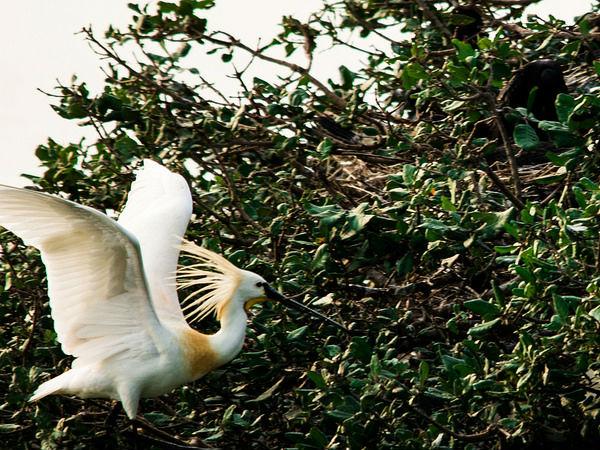 నేలపట్టు బర్డ్ సంక్చూరి