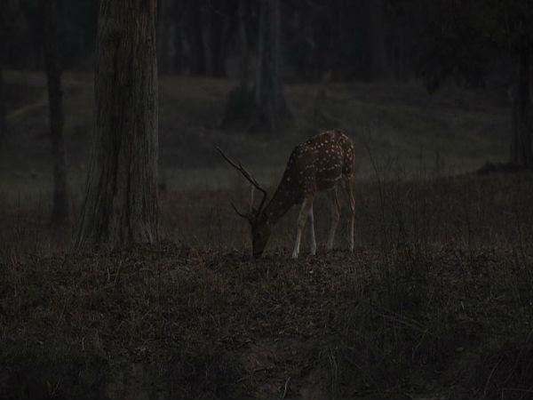 రాజాజీ నేషనల్ పార్క్