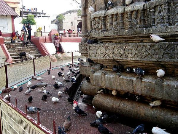 మగ జంతువులు