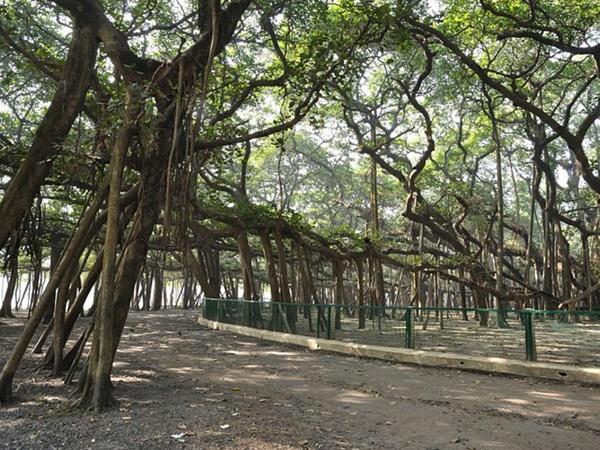 వాకింగ్ ట్రీ