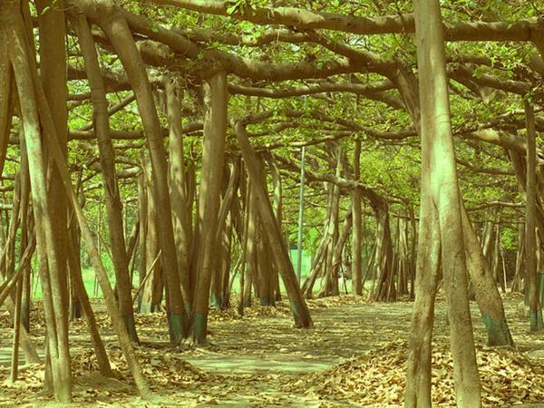 4000 మూలాలు