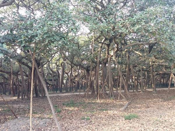 తూర్పు వెళ్ళే చెట్టు