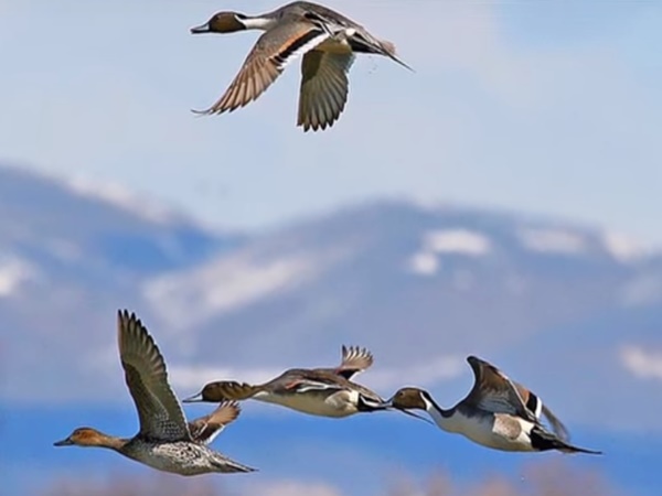 ఆ 8గ్రామాల్లో దీపావళిని ఎలా జరుపుకుంటారో తెలుసా?