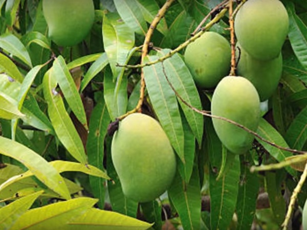 గురుద్వార్