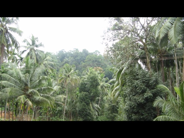 నాగ దోష పరిహారం గుడి !