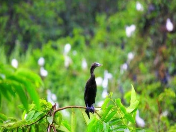  కేసుల నుంచి బయటపడేసే ‘జడ్జి అంకుల్’ గుడి