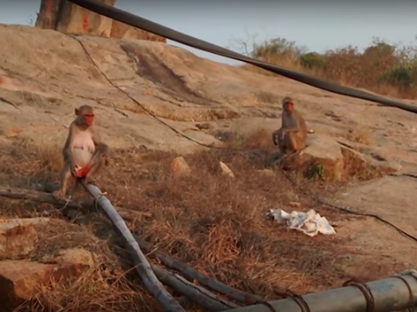 ఆ పర్వతంపై ఒక రాత్రి నిద్రిస్తే చాలు !