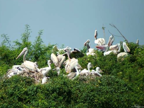 ఉసిరి చెట్టు మూలంలో వెలసిన శివలింగం గురించి మీకు తెలుసా?
