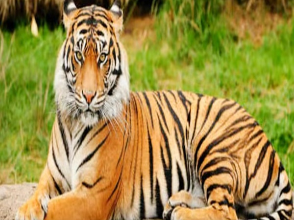 నల్లమల అడవులలో బయటపడిన పురాతన నగరం రహస్యాలు !