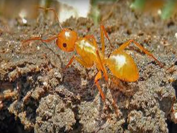 నల్లమల అడవులలో బయటపడిన పురాతన నగరం రహస్యాలు !