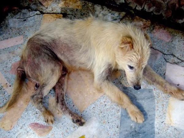 ఆలయంలో దేవున్ని కొలిచే శునకం ఎందుకో తెలుసా?