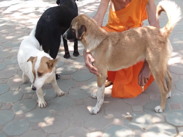 ఆలయంలో దేవున్ని కొలిచే శునకం ఎందుకో తెలుసా?