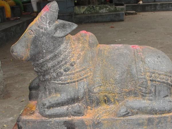 సంవత్సరానికి ఒకసారి బంగారు రంగులో మారే నంది! బయట పడిన సీక్రెట్స్!