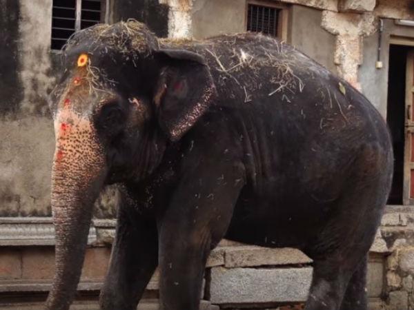 తిరుమలలో ఈ ఆకు తింటే లక్ష్మి మీ వెంటే !