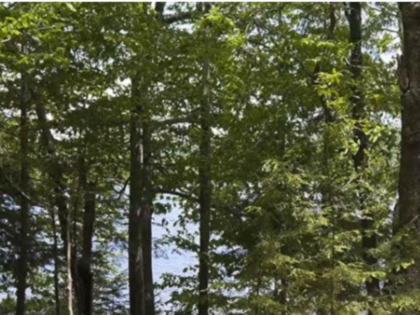 తిరుమలలో ఈ ఆకు తింటే లక్ష్మి మీ వెంటే !