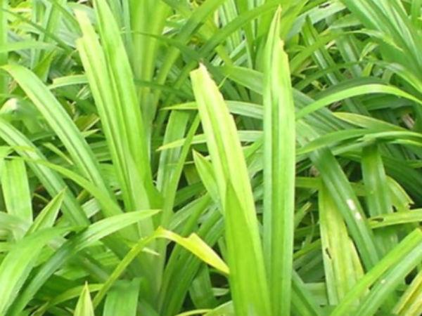 తిరుమలలో ఈ ఆకు తింటే లక్ష్మి మీ వెంటే !